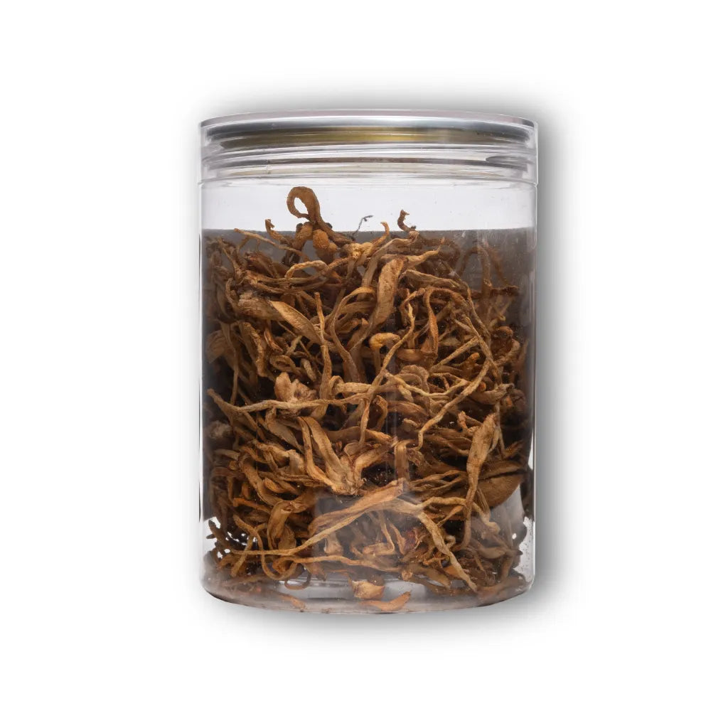 Cordyceps Militaris Mushroom