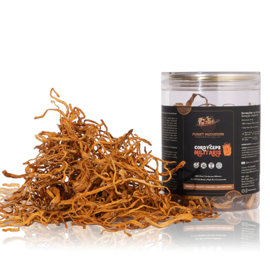 Cordyceps Militaris Mushroom (Keedajadi)