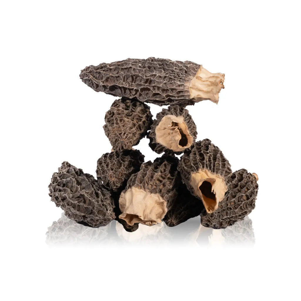 Dried Big Gucchi Mushroom (Morel Mushroom)