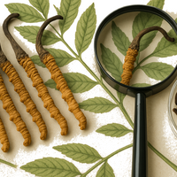 INVESTIGATING THE IDENTITY OF CORDYCEPS AS SANJEEVANI