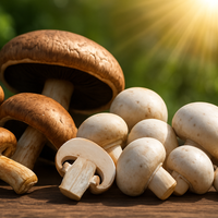 How Mushrooms Become a Natural Source of Vitamin D?