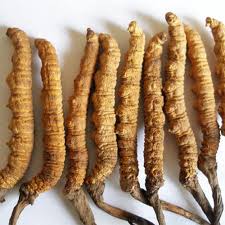 INVESTIGATING THE IDENTITY OF CORDYCEPS AS SANJEEVANI