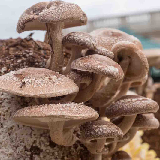 Shiitake Mushroom