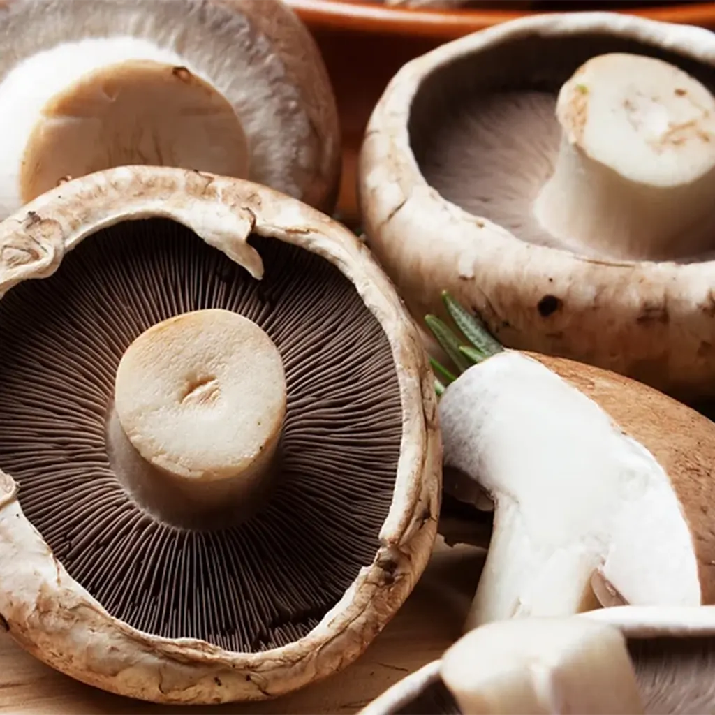 Portobello Mushroom