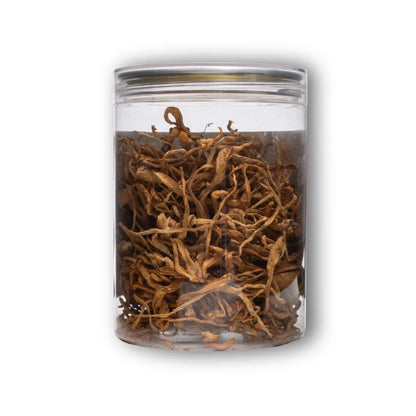 Cordyceps Militaris