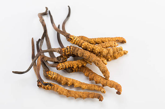 Cordyceps Sinesis Mushroom (Keedajadi)
