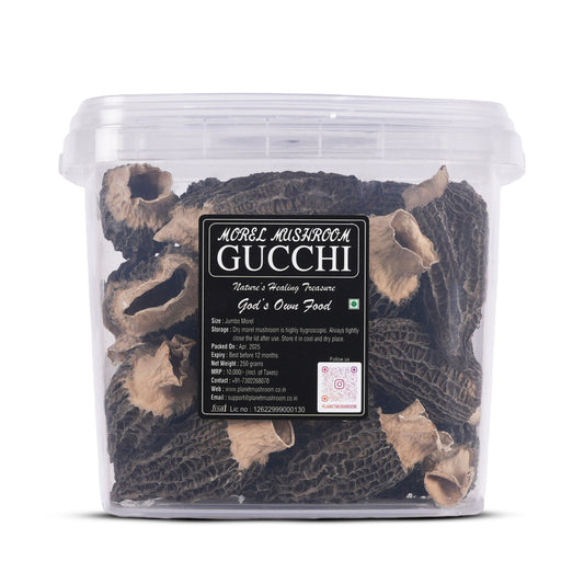 Super Jumbo Gucchi Mushroom