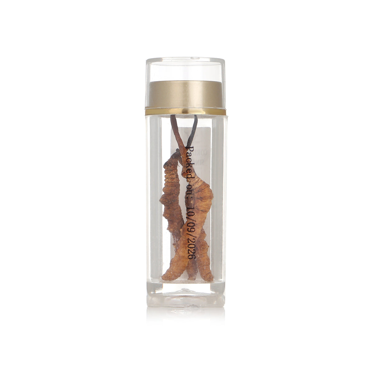 Cordyceps Sinesis Mushroom (Keedajadi)