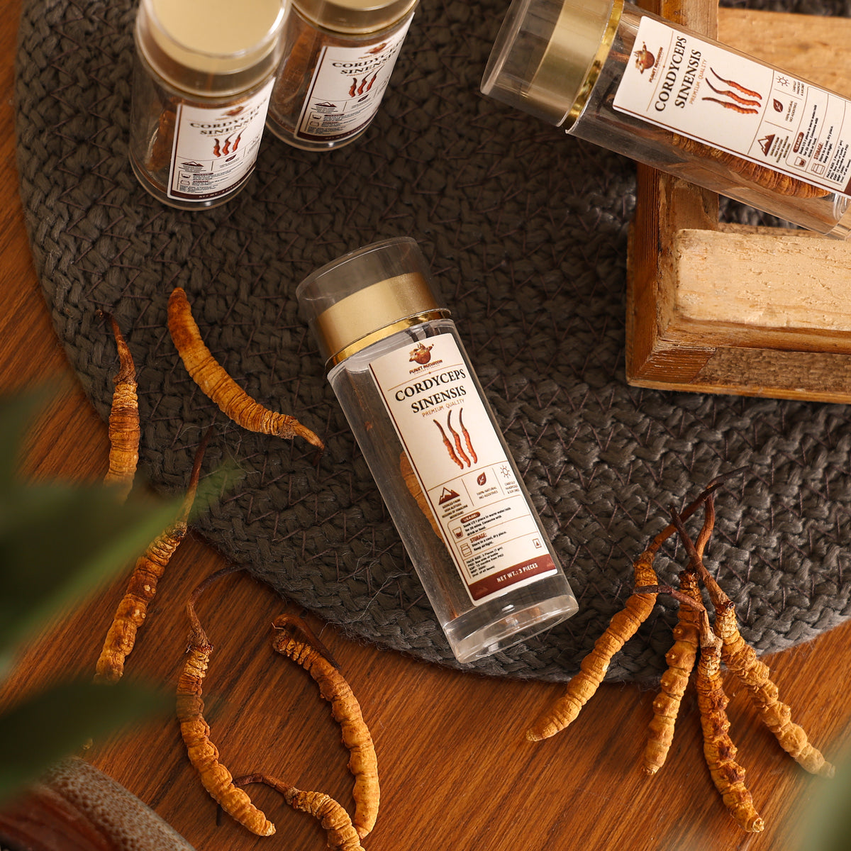 Cordyceps Sinesis Mushroom (Keedajadi)