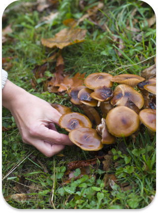 Harvesting