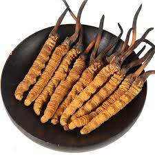 Cordyceps Sinesis Mushroom (Keedajadi)