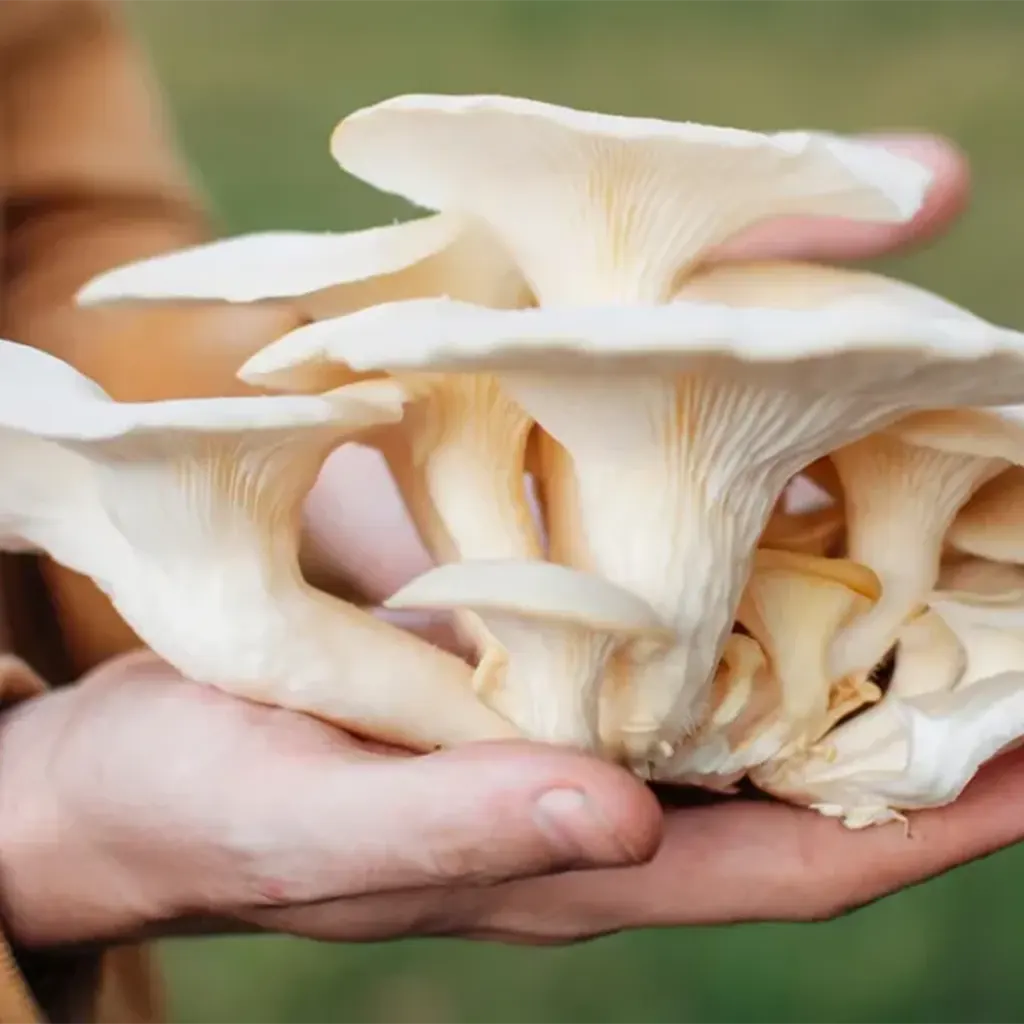 Oyster Mushroom